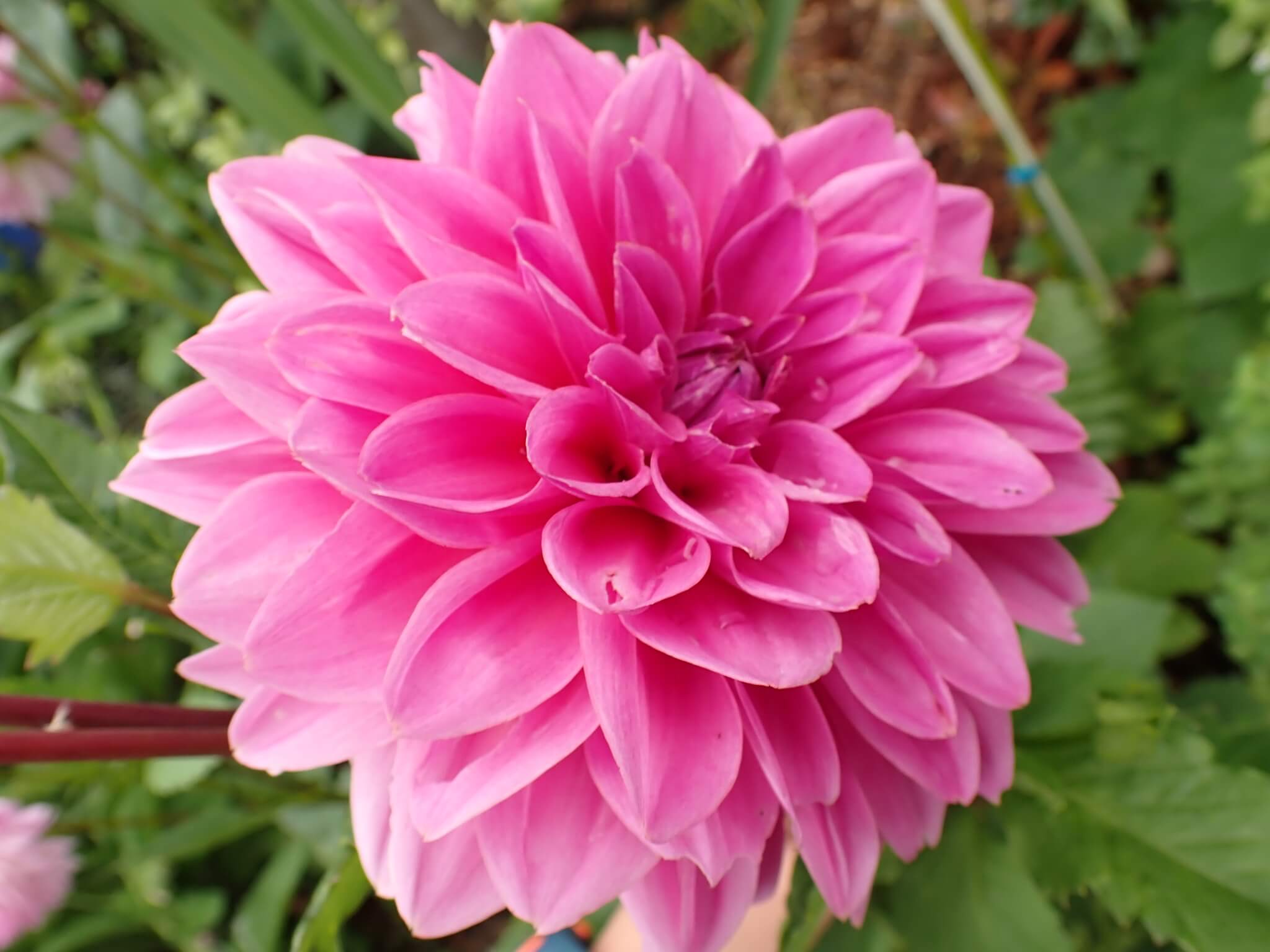 Dahlia pinnata